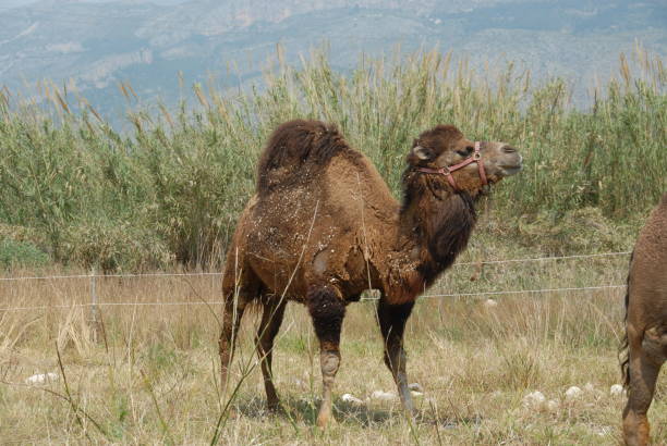 istock Dromedary / camel in the meadow in Spain 686712762