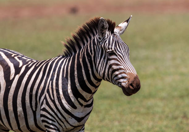 istock Portrait of a Plains Zebra stallion 686717388