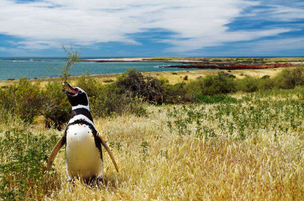 Magellanic penguin - Punta Tombo - Puerto Madryn - Patagonia, Argentina Natural habitat of Magellanic pingins punta tombo stock pictures, royalty-free photos & images