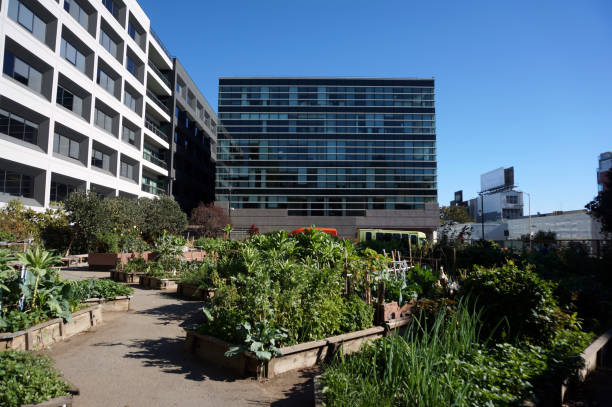 Vegetables grow in Community Garden