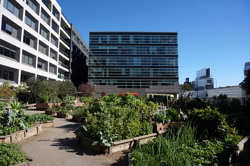 Vegetables grow in Community Garden in San Francisco, California with surrounded by tall buildings.