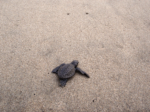 Baby sea turtle hikes through the sand to the sea
