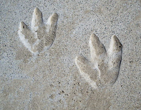 School playground, couple of year old Dinosaur tracks in cement