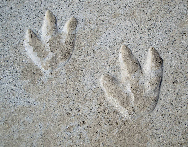 Dinosaur Footprints School playground, couple of year old Dinosaur tracks in cement fossil stock pictures, royalty-free photos & images