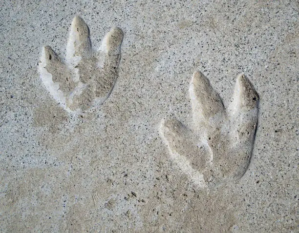 Photo of Dinosaur Footprints