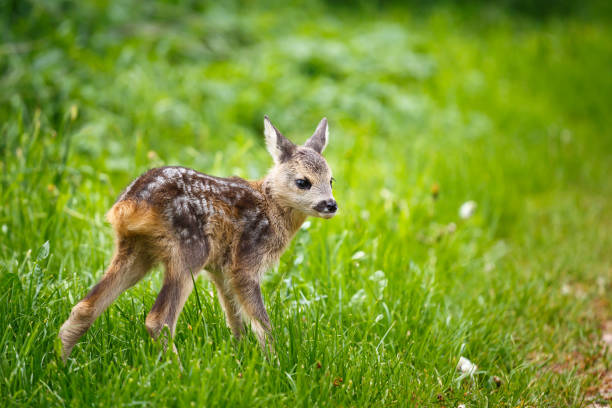 istock Young wild roe deer in grass, Capreolus capreolus. New born roe deer, wild spring nature. 686721546