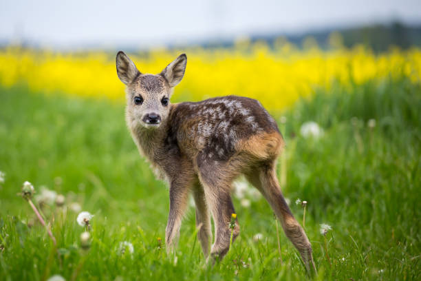 Young wild roe deer in grass, Capreolus capreolus. New born roe deer, wild spring nature.