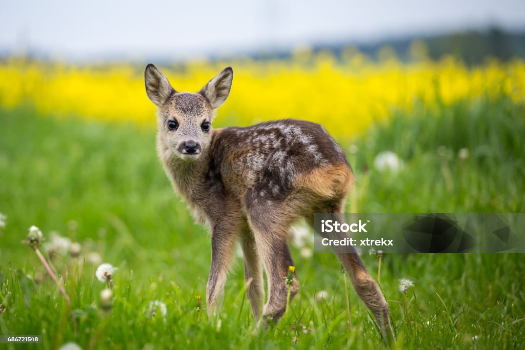 Young wild roe deer in grass, Capreolus capreolus. New born roe deer, wild spring nature. Fawn - Young Deer Stock Photo