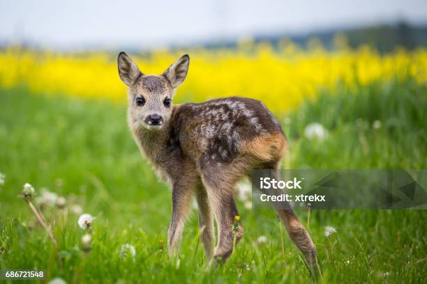 Young Wild Roe Deer In Grass Capreolus Capreolus New Born Roe Deer Wild Spring Nature Stock Photo - Download Image Now