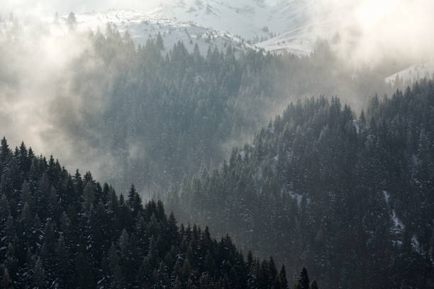 istock trees and fog in a spring morning in the  mountains 686727442