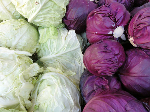 istock Rows of Red and Green Cabbage 686727592