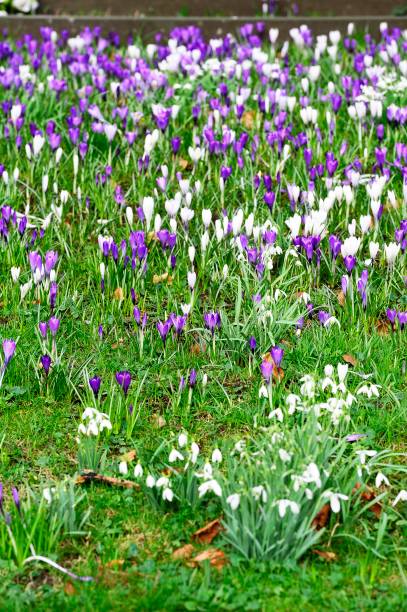 istock White and Purple Wild Crocoidaea 686727622