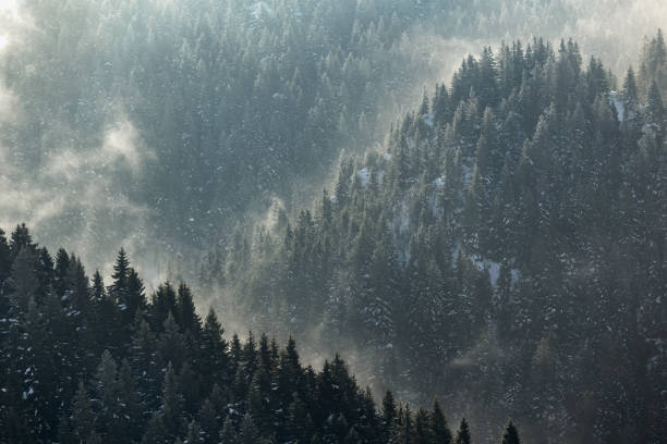 istock trees and fog in a spring morning in the  mountains 686727670