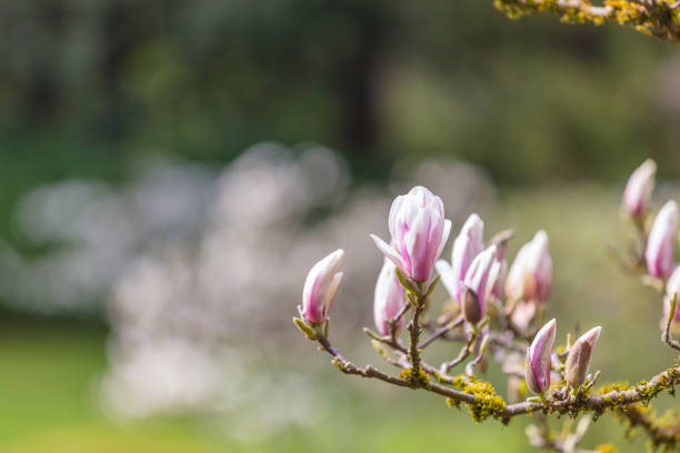 Beautiful spring bloom for magnolia tulip trees pink flowers.