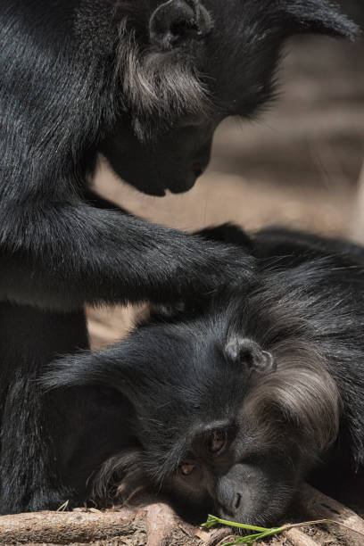 istock Mangabey Monkeys grooming eachother 686728060