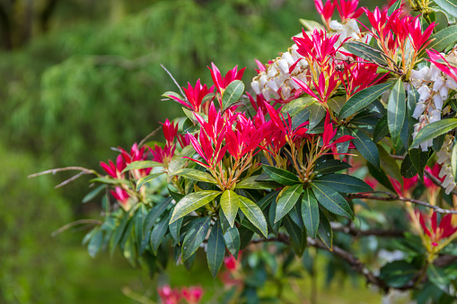 Pieris japonica bush