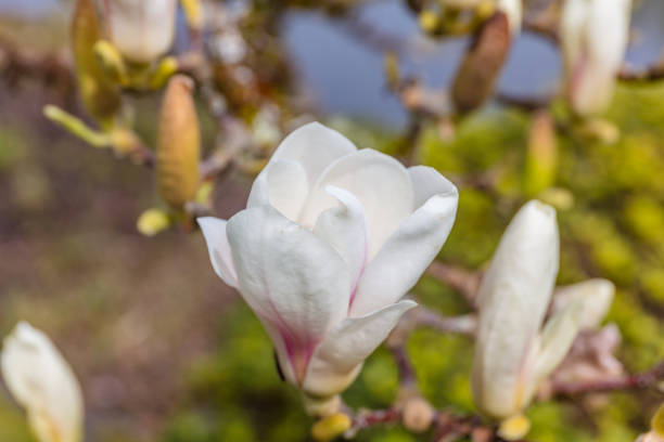 istock Close-up view of pink blooming magnolia. 686733688
