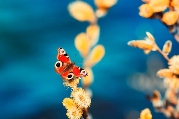 istock bright beautiful butterfly sitting on a yellow fluffy spring branches 686733888