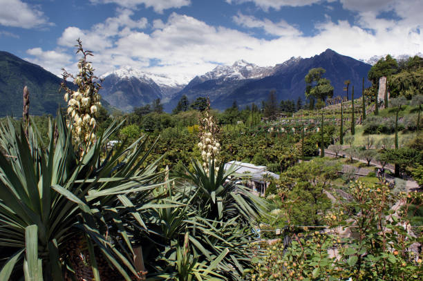 Couple of palm trees in cotrast with snowy mountains in background during the sunny spring afternoon in vertical orientation