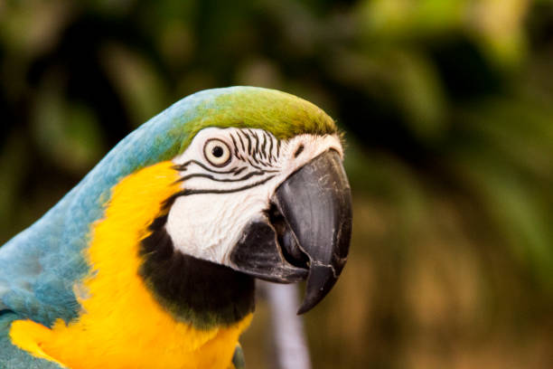 istock Macaw parrot yellow and blue Ara close up 686734038