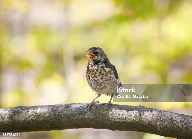 Funny Little Bird The Thrush Is On The Tree Revealing An Empty Beak Stock Photo - Download Image Now - iStock Funny Little Bird The Thrush Is On The Tree Revealing An Empty Beak Stock Photo - Download Image Now - iStock