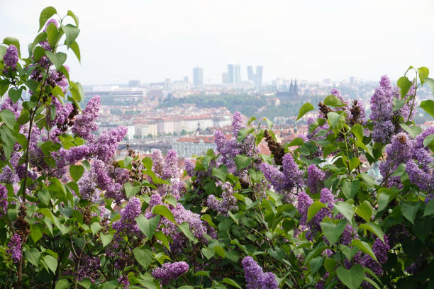 istock Prague, Czech Republic, flowers 686734836