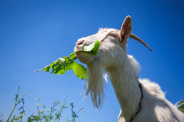 istock Portrait of a goat chewing 686737678