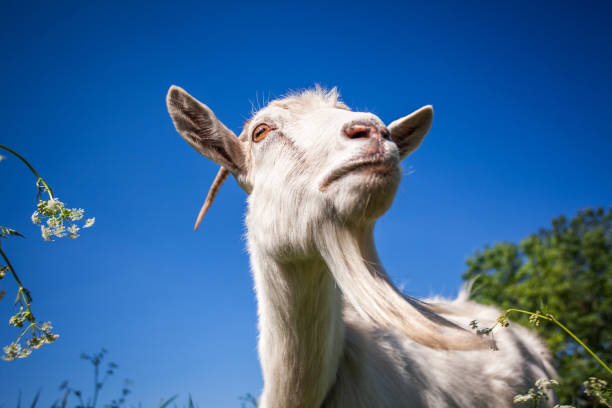 istock Portrait of a goat chewing 686737744