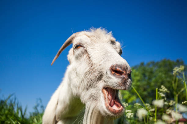 istock Portrait of a goat chewing 686737768