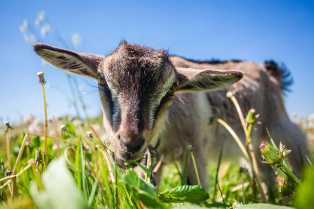 istock Portrait of a goatling chewing 686739860