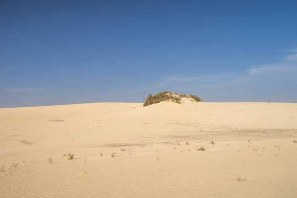istock Yellow sand dunes and bright blue sky 686743200