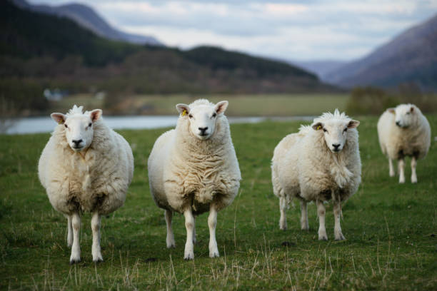 moutons en ecosse (3) - mouton photos et images de collection