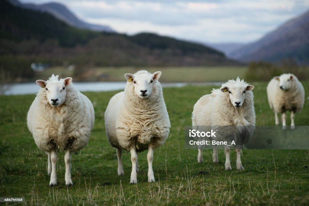 Sheep in Scotland (3) Sheep Stock Photo