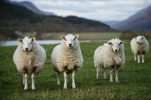 owce w szkocji (3) - sheep zdjęcia i obrazy z banku zdjęć