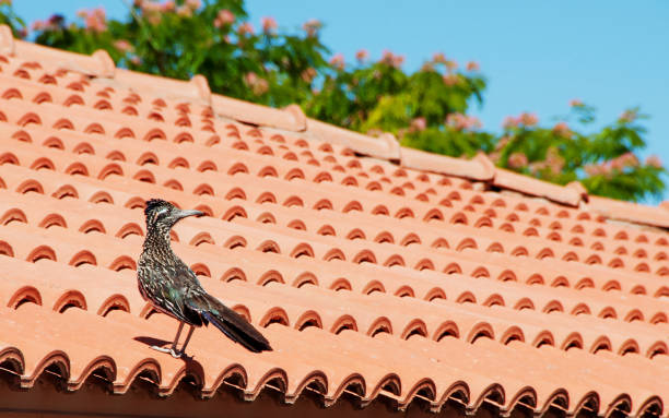 istock Roadrunner on Red Tile Roof in New Mexico 686747288
