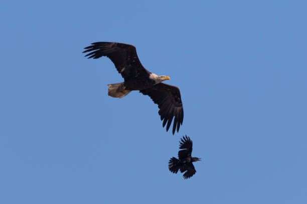 istock Bald eagle flying while fighting with crows, seen in the wild in  North California 686750192
