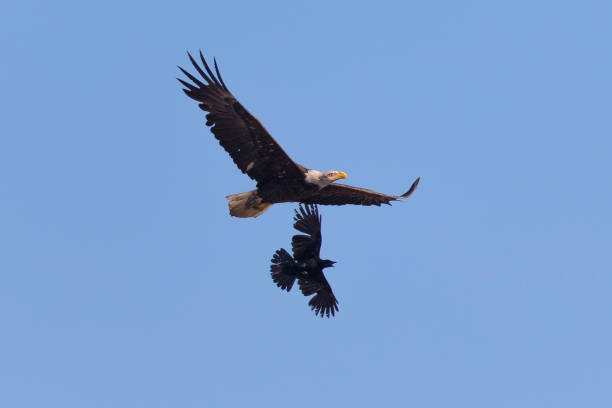 istock Bald eagle flying while fighting with crows, seen in the wild in  North California 686750200