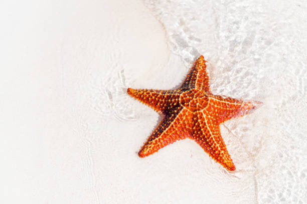 istock Tropical white sand with red starfish in clear water 686750484