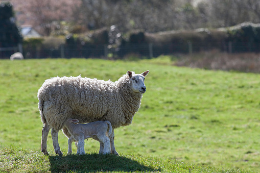 Mother sheep feeding twin lambs. Ewe standing while young baby lambs suckle. English rural farm animal scene.