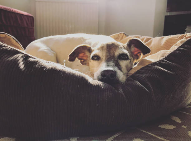jACK russell terrier dog sleeping in his bed. taken in england