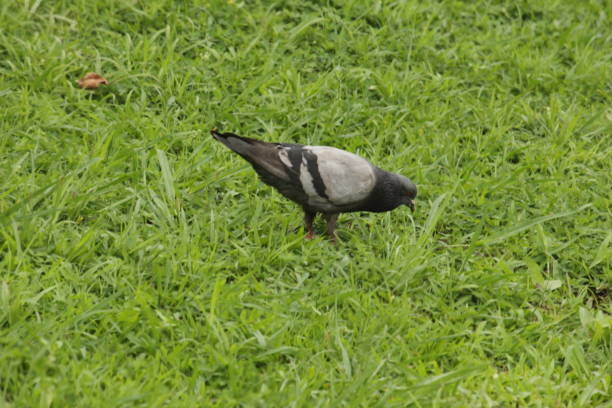 istock Rock Pigeon - Columba livia 686768214