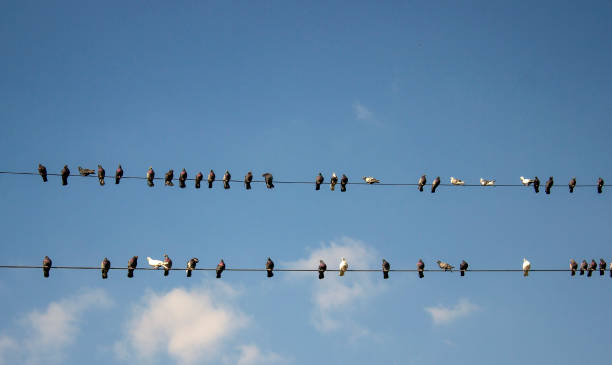 istock Pigeons sit on electric wires 686768582