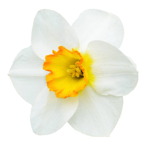 White and orange narcissus flower isolated on white White and orange daffodil narcissus flower head isolated on white background narcissus mythological character stock pictures, royalty-free photos & images
