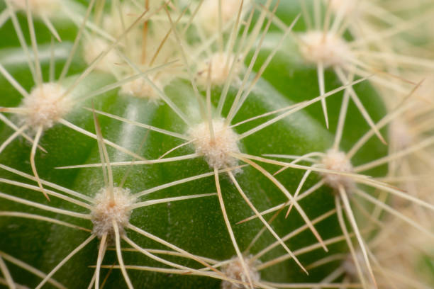 istock Cactus thorns. Macro cactus thorns. Close up 686771258