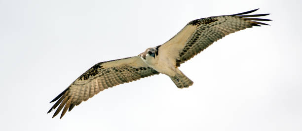 istock Osprey soaring and hunting with a white background 686771406