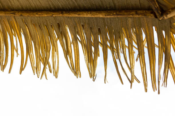 istock Closeup umbrella from dry palm leafs, white background, copy space 686774148