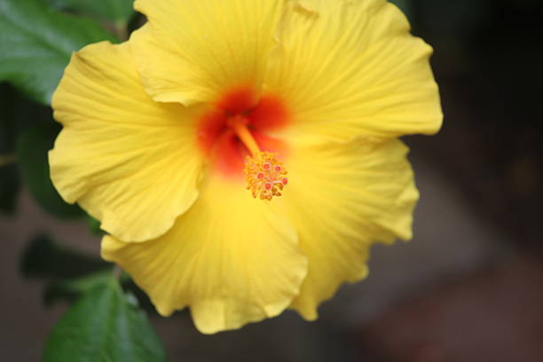 istock Macro Shot Of Yellow Hibiscus Flower 686774331