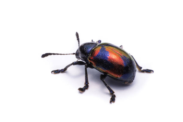 istock Blue Milkweed Beetle : Scientific Name Chrysochus pulcher Baly, isolated on white 686776376