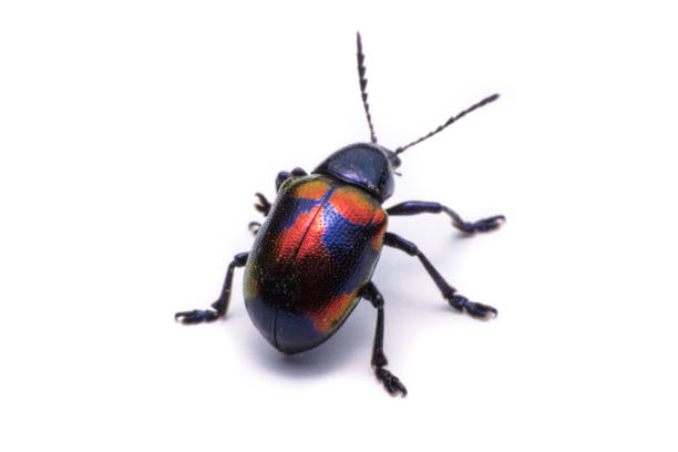 istock Blue Milkweed Beetle : Scientific Name Chrysochus pulcher Baly, isolated on white 686776512
