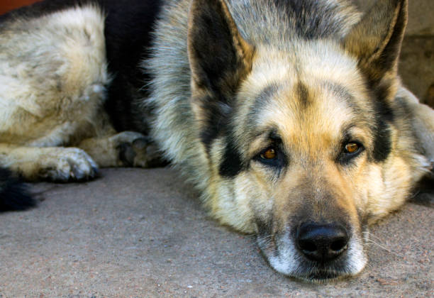 istock The dog is bored 686780750